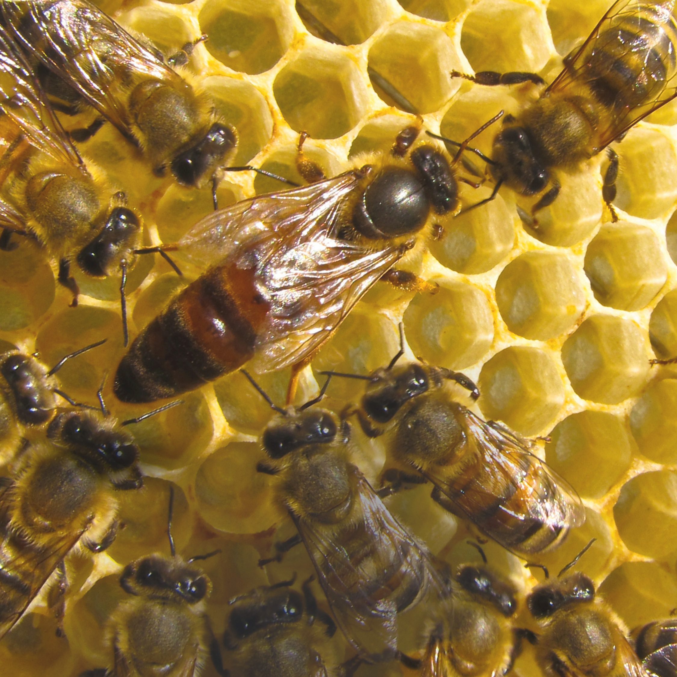 Bienenkönigin von anderen Bienen umgeben