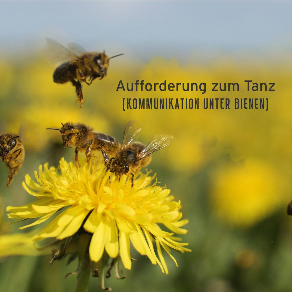 Bienen bei Löwenzahn. Text im Bild: Aufforderung zum Tanz (Kommunikation unter Bienen)
