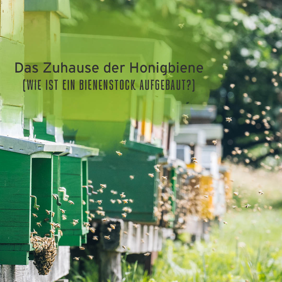 Das Zuhause der Honigbiene